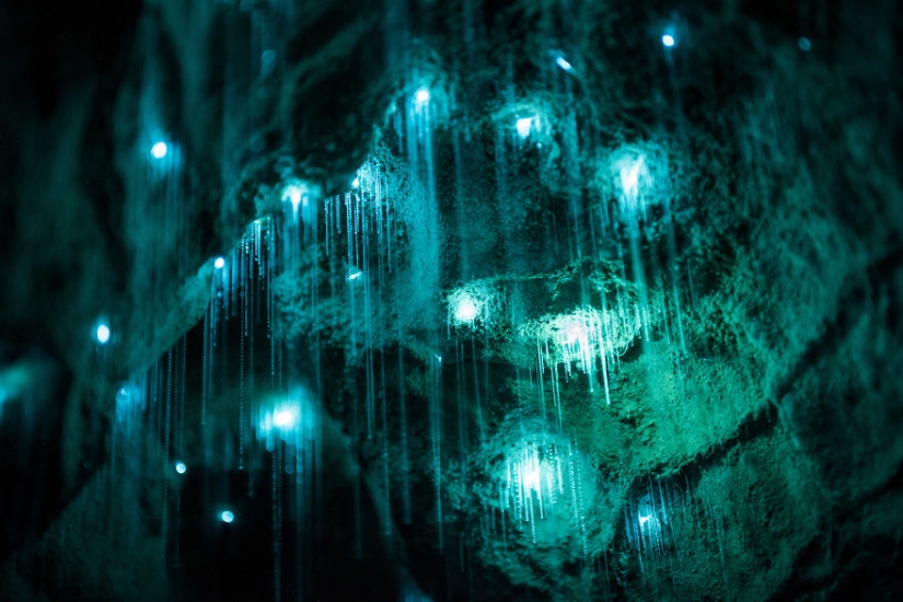 Photographer shot of the starry sky of glowworms cave in new Zealand