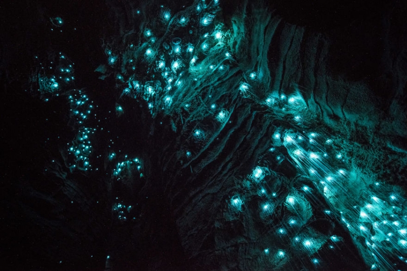 Photographer shot of the starry sky of glowworms cave in new Zealand