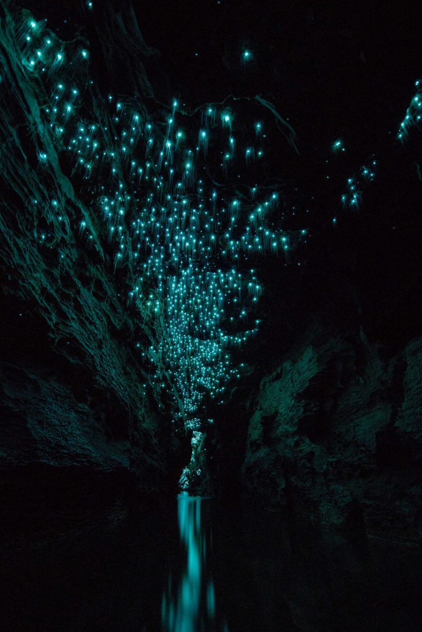 Photographer shot of the starry sky of glowworms cave in new Zealand