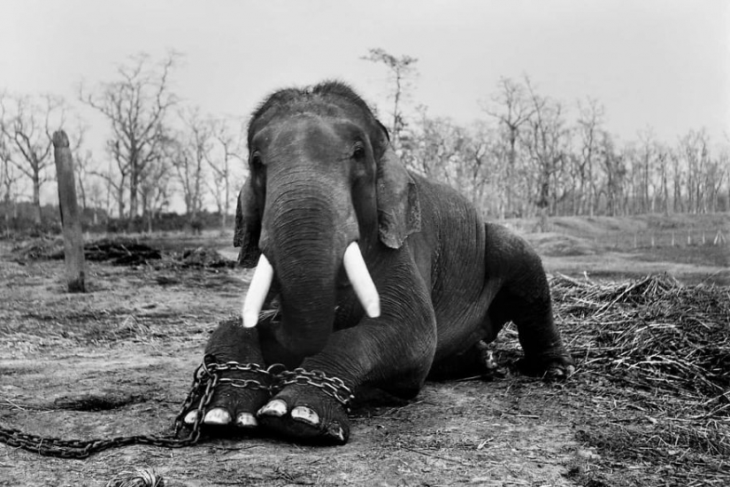 Photographers against poachers: harrowing footage of wildlife crime