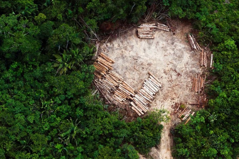 Photographers against poachers: harrowing footage of wildlife crime