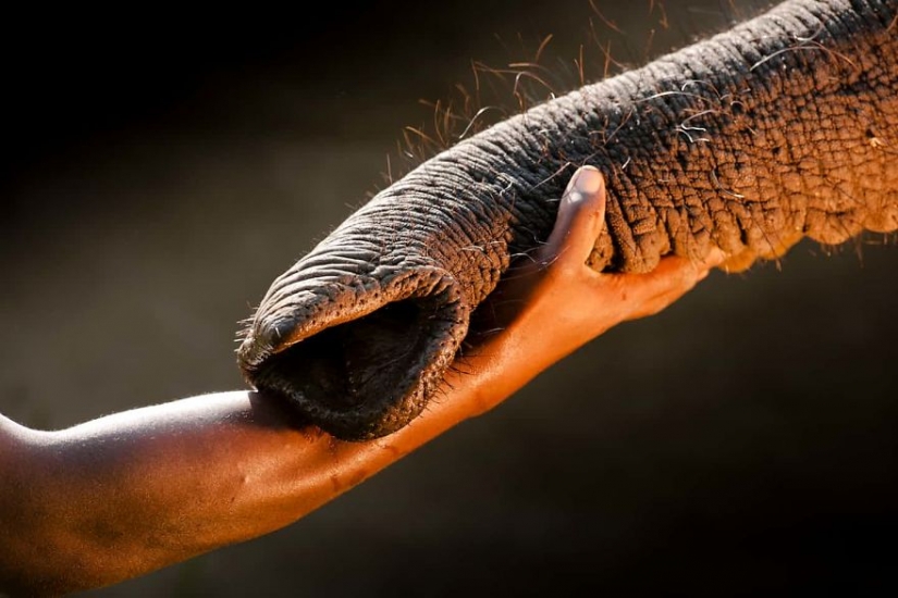 Photographers against poachers: harrowing footage of wildlife crime