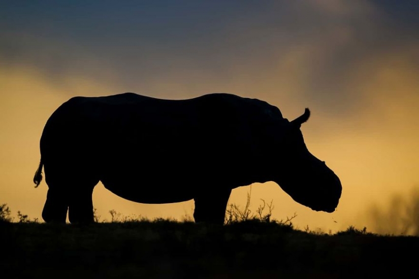 Photographers against poachers: harrowing footage of wildlife crime