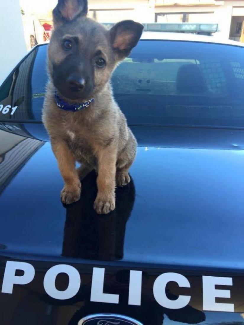 Pictures of puppies in their first day on the job
