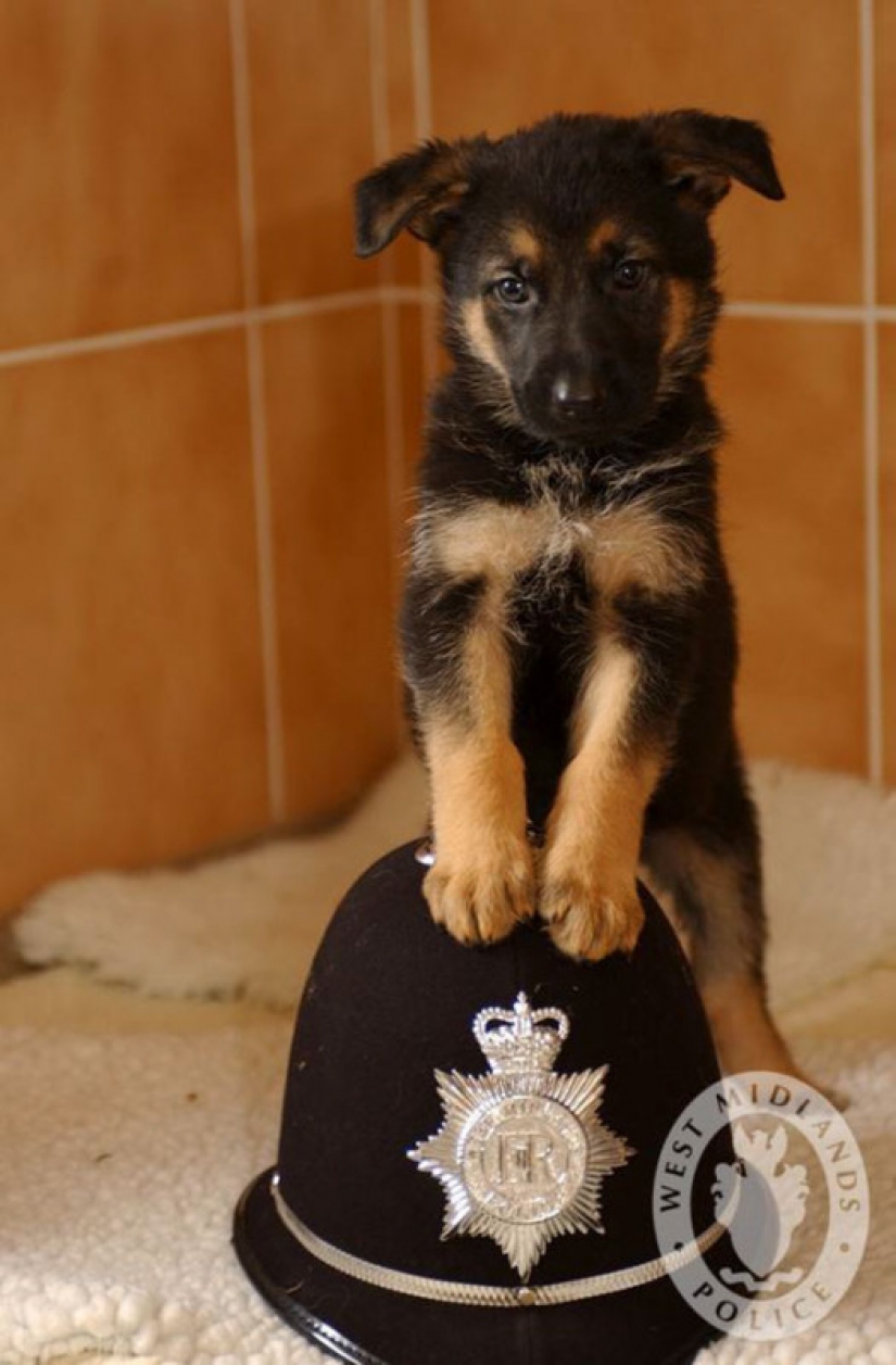 Pictures of puppies in their first day on the job