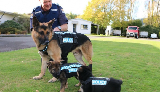 Pictures of puppies in their first day on the job