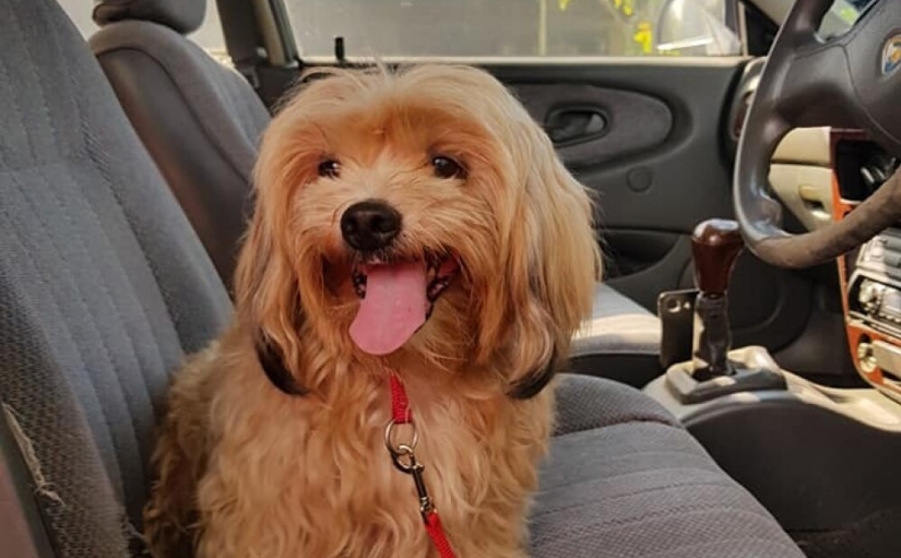 "Please, love me": how a cute dog thrown on the road, has found a new home