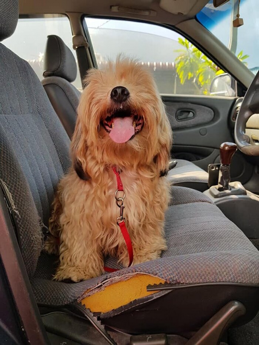 "Please, love me": how a cute dog thrown on the road, has found a new home