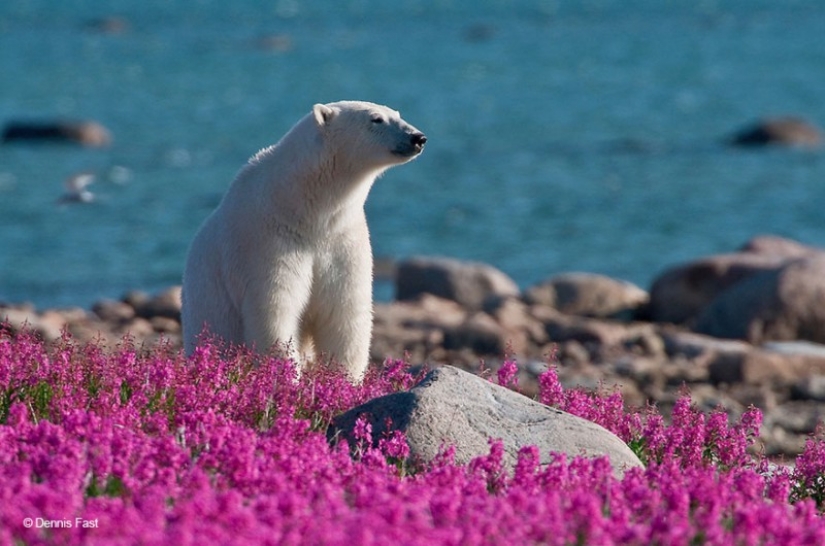 Polar bears are not in the snow, but in the colours you have never seen