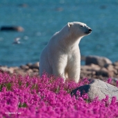Polar bears are not in the snow, but in the colours you have never seen