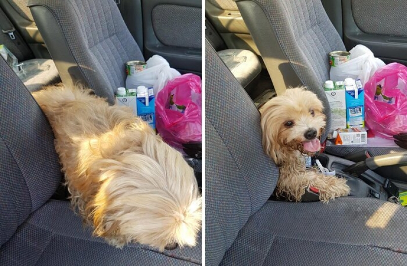 "Por favor, me encanta": ¿cómo un lindo perro tirado en la carretera, ha encontrado un nuevo hogar