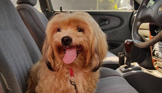"Por favor, me encanta": ¿cómo un lindo perro tirado en la carretera, ha encontrado un nuevo hogar