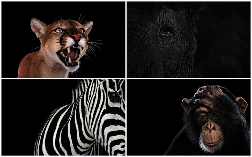 Portraits of animals close up