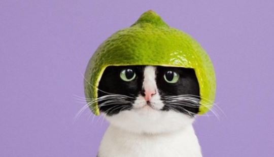 Princess Chito: the creative life of the most ordinary cats