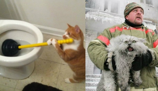 Prolonging life in these cats it is impossible to watch without laughing