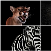 Retratos de animales de cerca