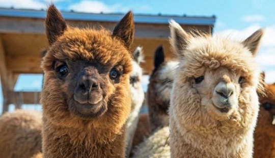 Scientists believe that to win the coronavirus will help Lama