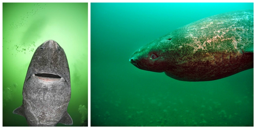Scientists have found the oldest animal on earth: this polar shark already 512 years