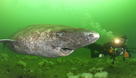 Scientists have found the oldest animal on earth: this polar shark already 512 years