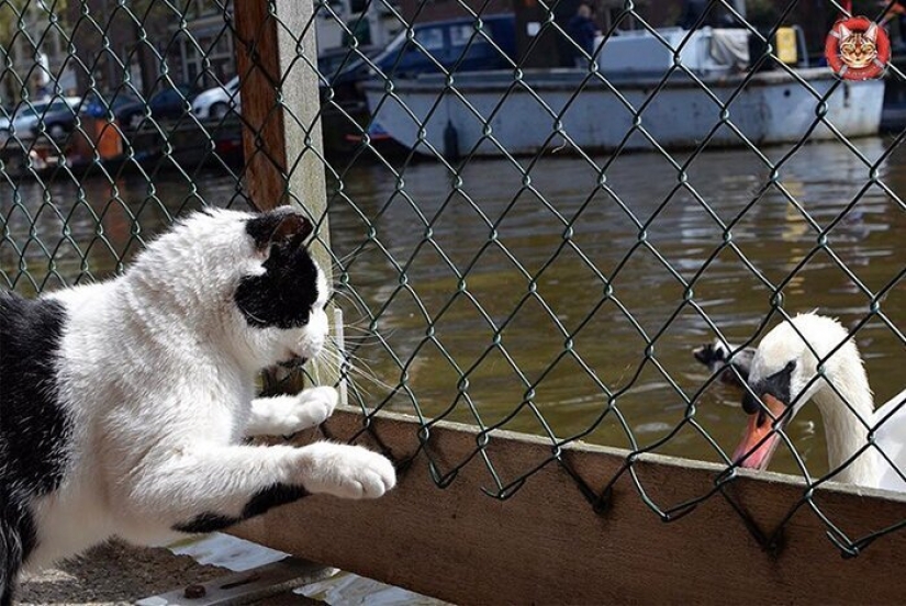 Se ve como el único en el mundo flotante gato refugio