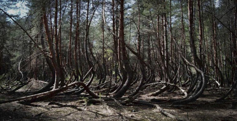 Seven of the most terrible of the world's forests