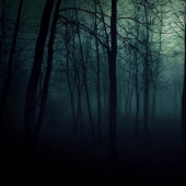 Siete de los más terribles de los bosques del mundo