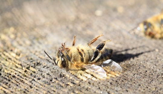 Sin la miel y la fruta: ¿qué sucede cuando, en el año 2035, se mueren las abejas