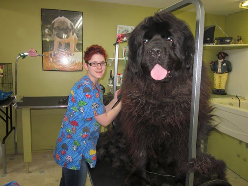 Size matters: these huge dogs are sure that they are hand