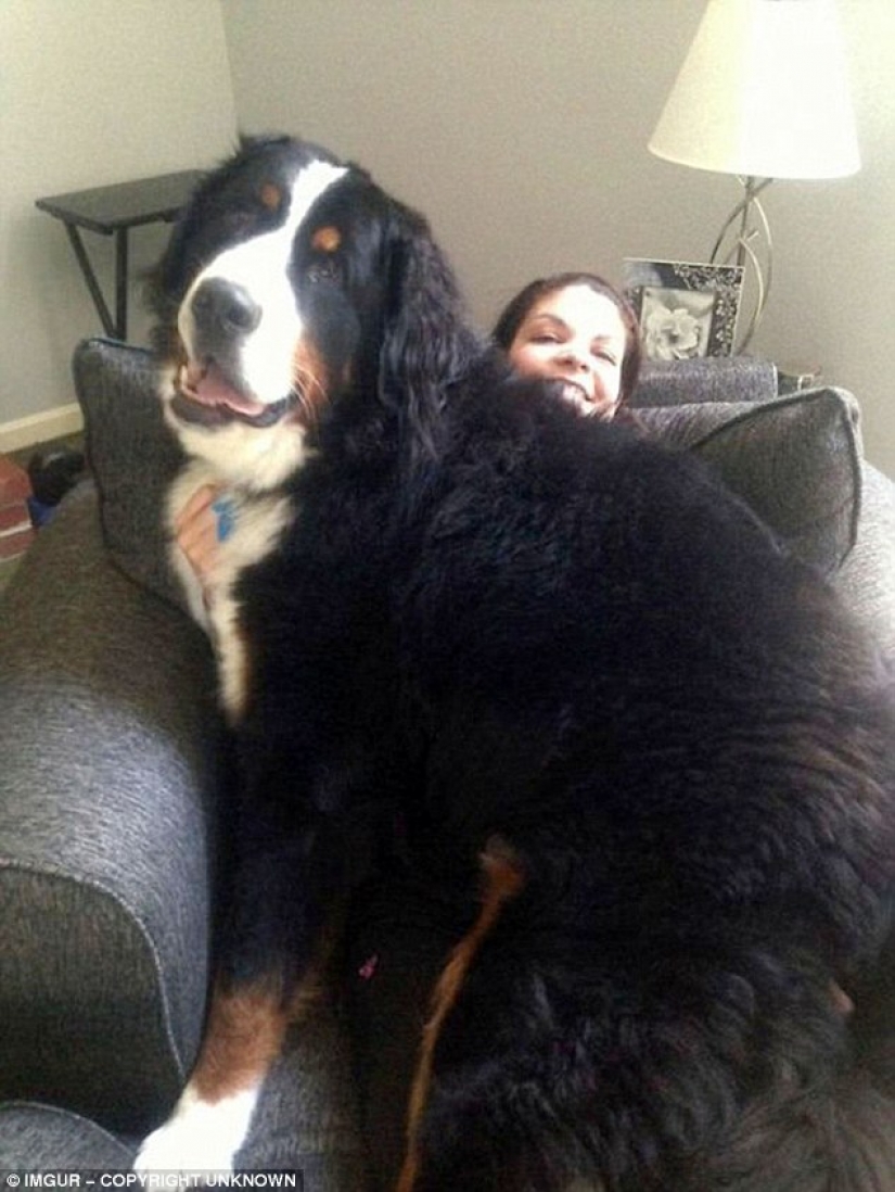 Size matters: these huge dogs are sure that they are hand