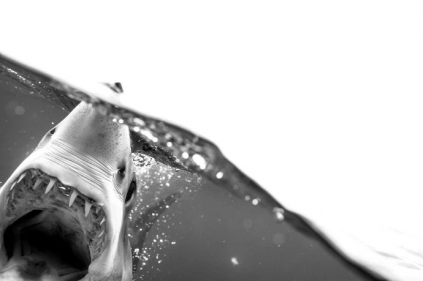 Smile of death: as the intrepid diver is in contact with sharks