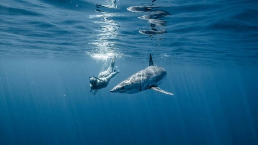 Smile of death: as the intrepid diver is in contact with sharks