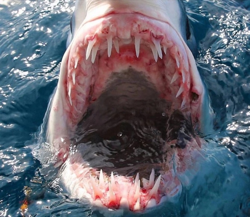 Smile of death: as the intrepid diver is in contact with sharks