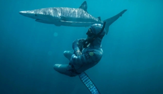 Smile of death: as the intrepid diver is in contact with sharks