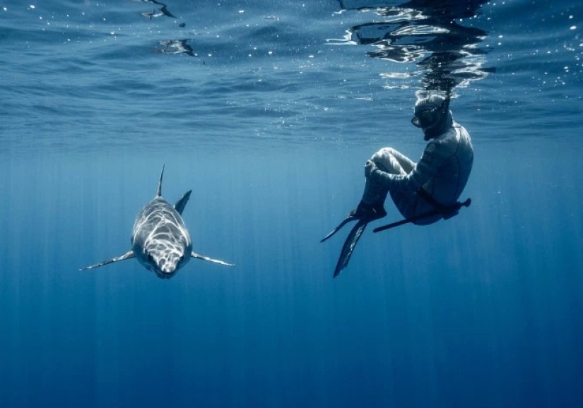 Smile of death: as the intrepid diver is in contact with sharks