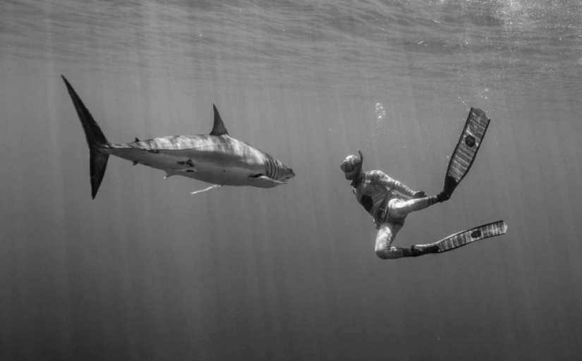 Smile of death: as the intrepid diver is in contact with sharks