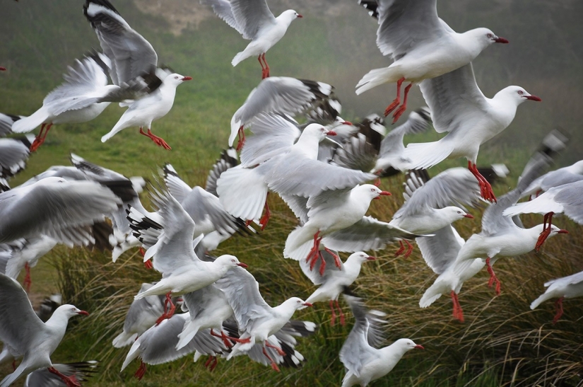 South island — a real Paradise on Earth!