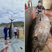 Spanish fishermen have caught tuna-champion