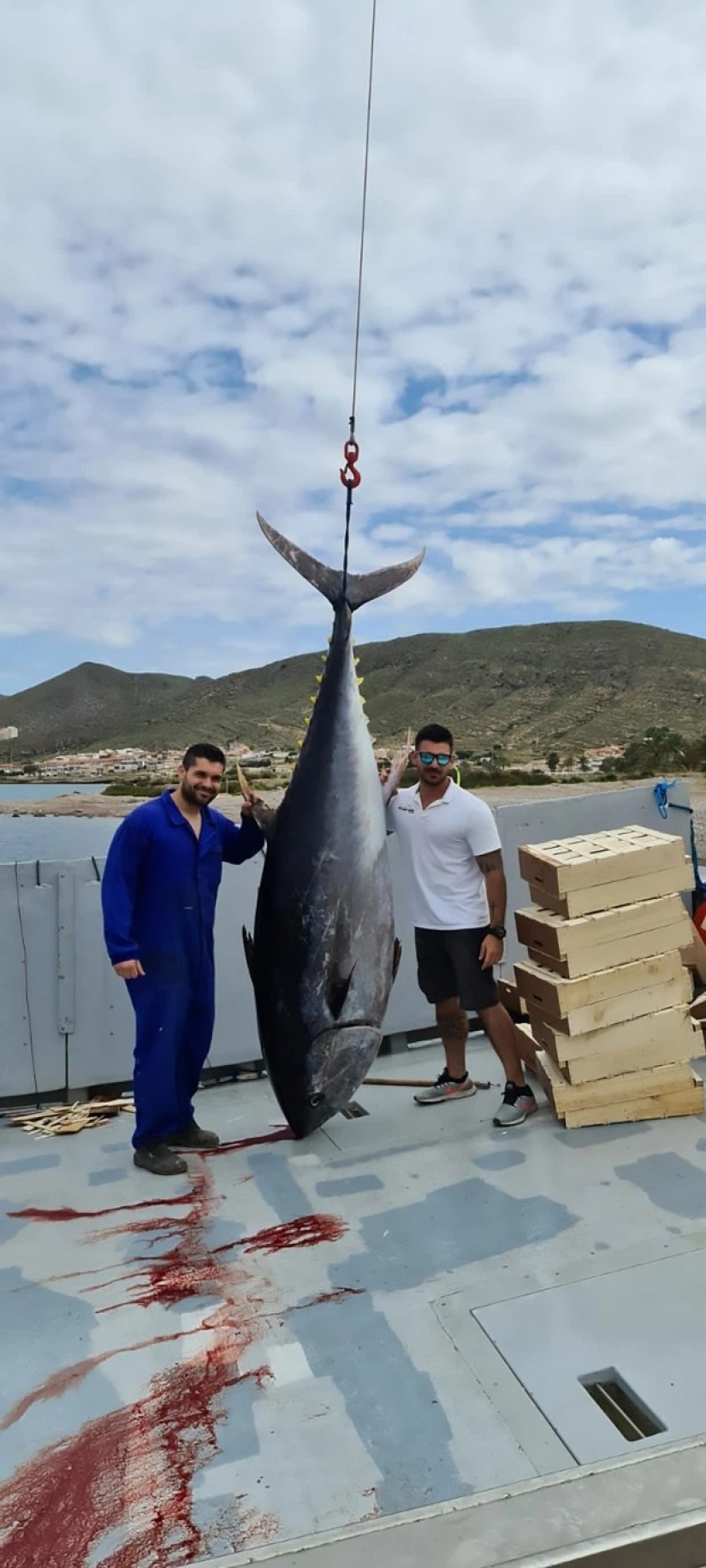 Spanish fishermen have caught tuna-champion