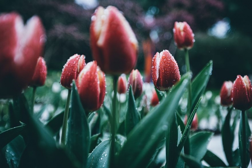 Spring red: best shots photo contest Spring 2020