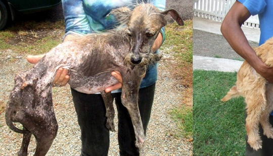 Stray dogs before and after shelter