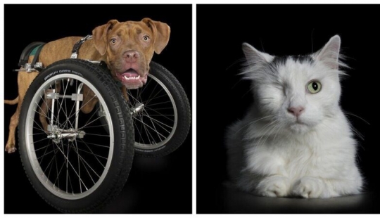 Stunning portraits of animals with disabilities