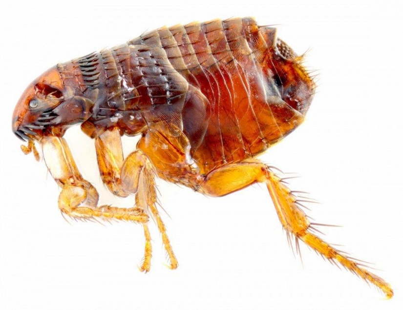 The 25 most dangerous insects on the planet
