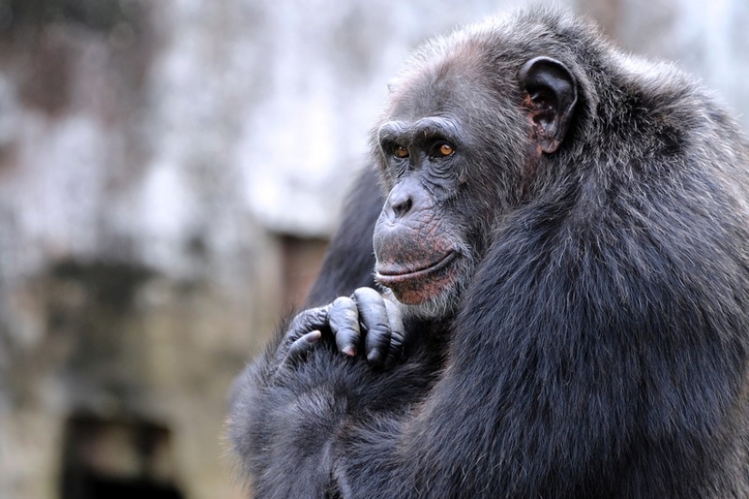 The 7 most impressive manifestations of intelligence in animals