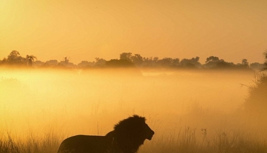 The animal Kingdom as you've never seen before: racing, fighting and tenderness