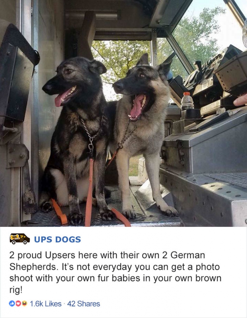 The best pen PAL: how dogs greeted us postmen