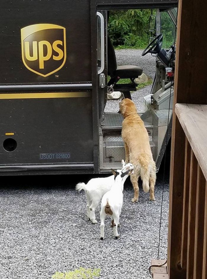 The best pen PAL: how dogs greeted us postmen