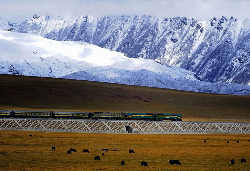 The Chinese built a railroad to Tibet