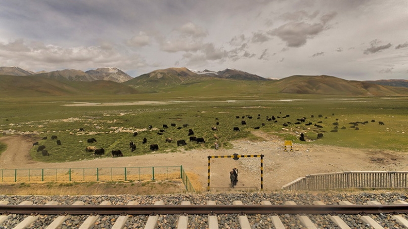 The Chinese built a railroad to Tibet