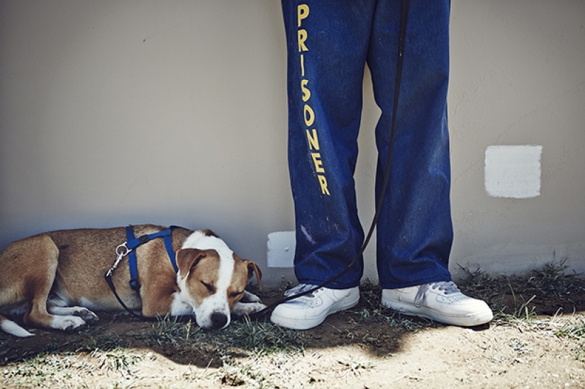 "The dog loves you even in prison": how to help each other inmates and homeless dogs