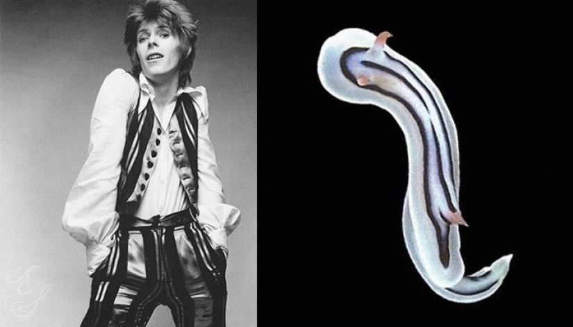 The great David Bowie and his counterparts, sea slugs